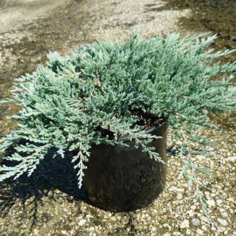 Genévrier rampant Blue Chip, Juniperus - Pot de 3L - 20/40 cm - Image 5