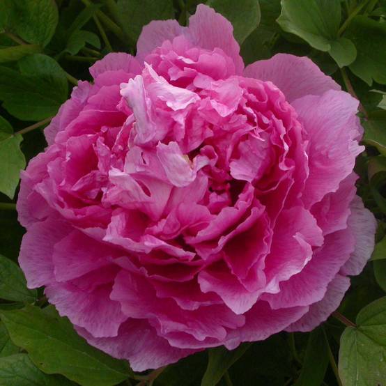 Promesse de Fleurs - Pivoine arbustive 09 Lu He Hong - Paeonia (x) suffruticosa Pot de 2L/3L