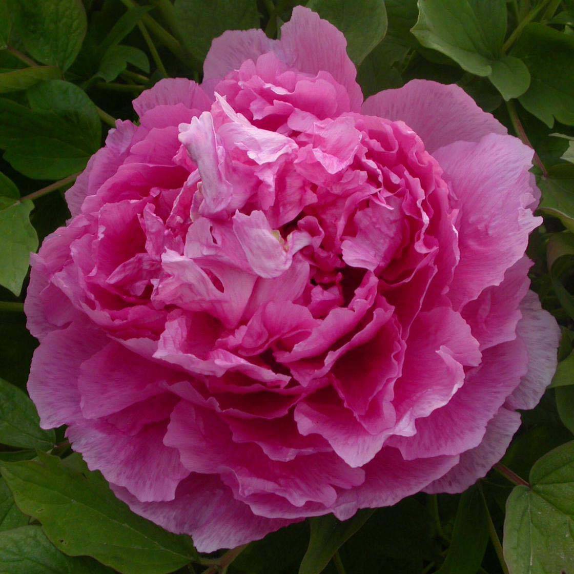 Promesse de Fleurs - Pivoine arbustive 09 Lu He Hong - Paeonia (x) suffruticosa Pot de 2L/3L