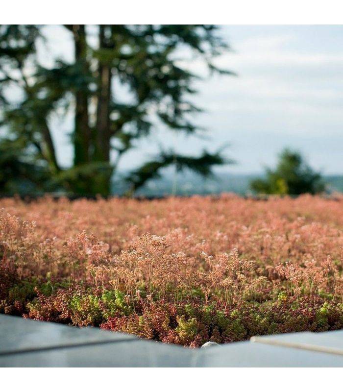 Terreau substrat toitures végétalisées spécial sedum Big bag 500 litres - Image 2