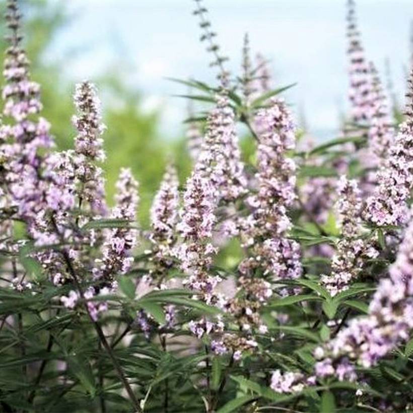 Promesse de Fleurs - Vitex agnus-castus Galactic Pink - Gattilier Pot de 3L/4L