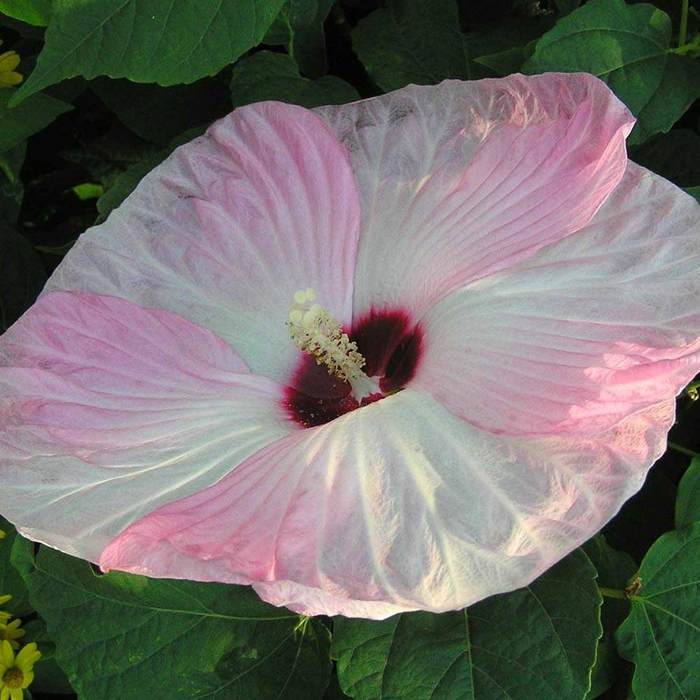 Promesse de Fleurs - Hibiscus moscheutos Fujin - Hibiscus des marais nain Pot de 4L/5L - Image 1