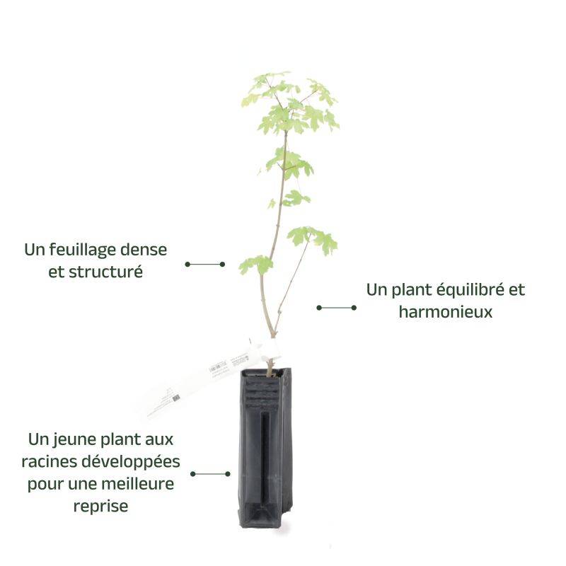 Érable champêtre (Acer campestre) - Godet - Taille 20/40cm - Pépinières Naudet - Image 4