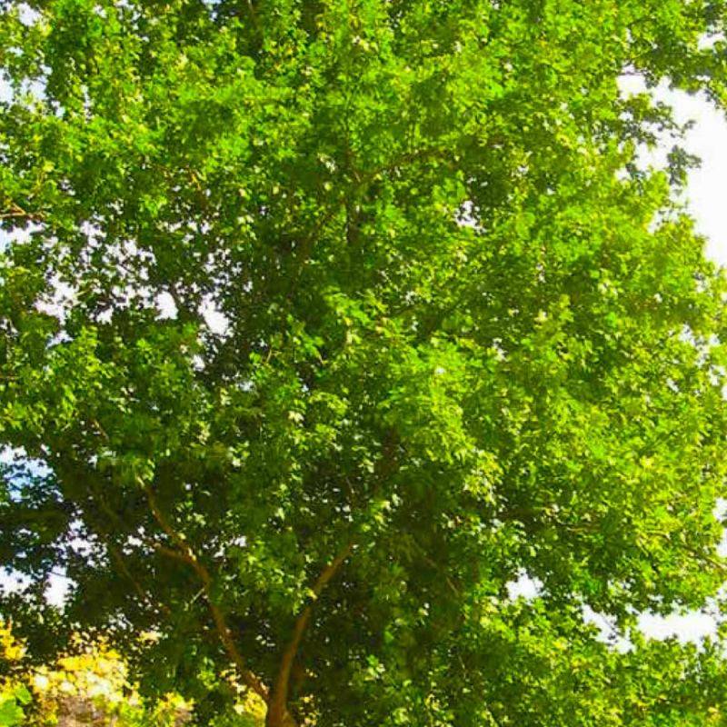 Érable champêtre (Acer campestre) - Godet - Taille 20/40cm - Pépinières Naudet - Image 1