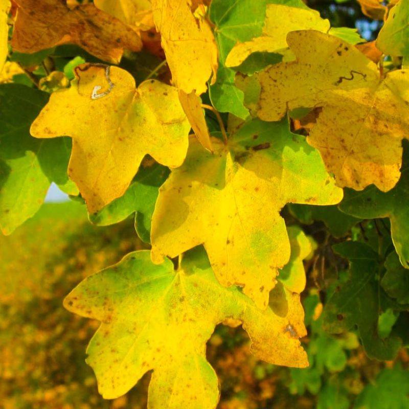 Érable champêtre (Acer campestre) - Godet - Taille 20/40cm - Pépinières Naudet - Image 2
