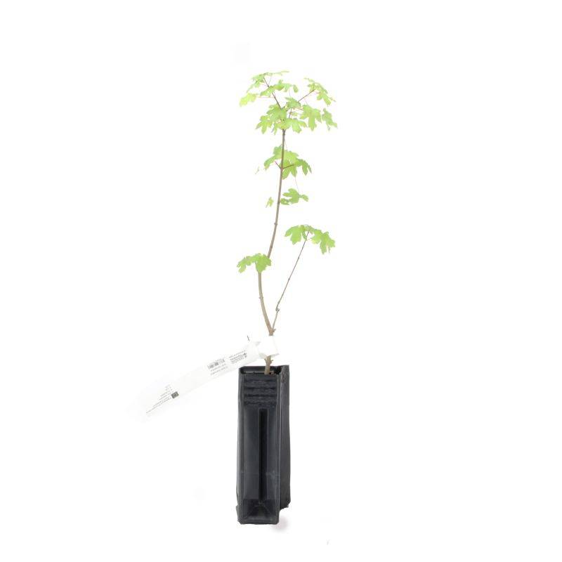 Érable champêtre (Acer campestre) - Godet - Taille 20/40cm - Pépinières Naudet - Image 3