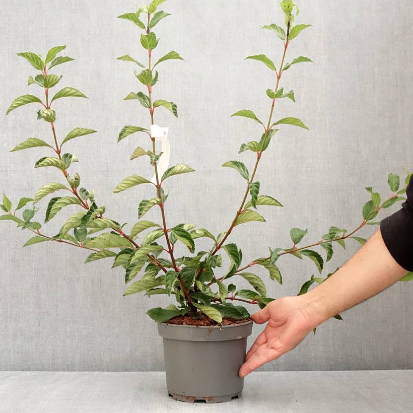 Promesse de Fleurs - Viorne d'hiver - Viburnum farreri (fragrans) Pot de 2L/3L - Image 2