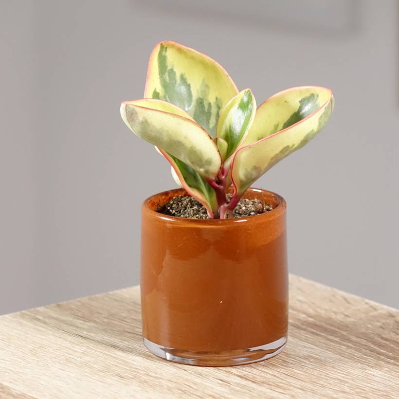Peperomia clusiifolia Red Margin Mini-plante