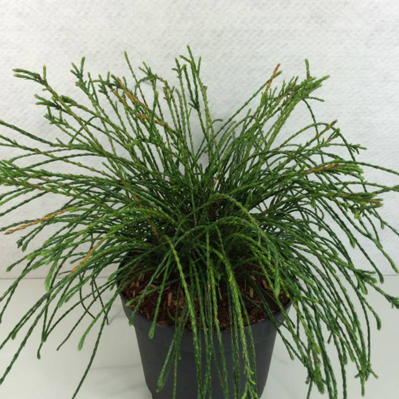 Thuya géant - Thuja plicata Whipcord Pot de 7,5L/10L - Image 1