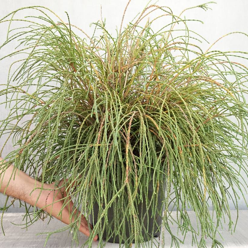 Thuya géant - Thuja plicata Whipcord Pot de 7,5L/10L - Image 2