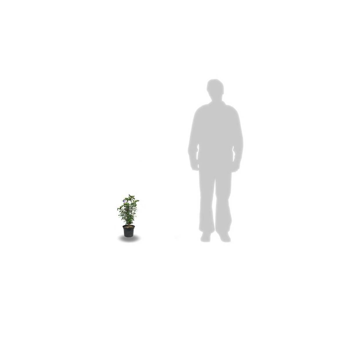 Hibiscus French Cabaret® Red 'Mindour1', Althéa à fleurs Rouge - feuillage Caduc - Pot de 7,5L - 60/80 cm-  hauteur à maturité De 1,50 m à 2,00 m - Image 5