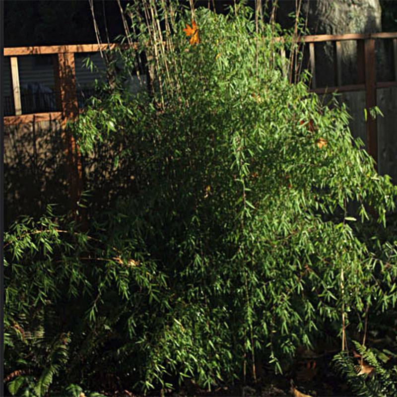 Promesse de Fleurs - Fargesia nitida Jiu - Bambou non traçant Pot de 2L/3L
