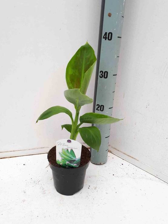 0 - Bananier Musa acuminata cv. super darf Cavendish Pot de 25L- 125/150cm - Image 1