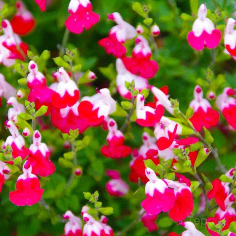 3 Sauges Bicolore 'Little Kiss' (Salvia Microphilla 'Little Kiss') - Lot de 3 vivaces - Pépinières Naudet - Image 1