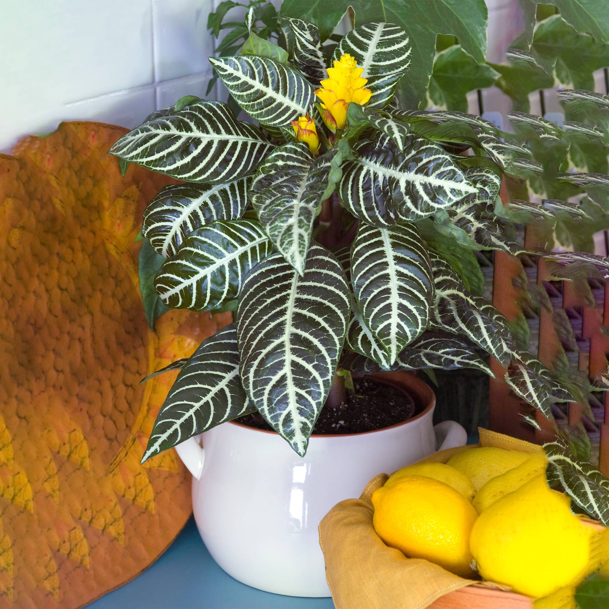 Gardenersdream - Aphelandra Qualité Premium | Plante Zèbre Colorée À Feuilles Persistantes 25-35 Cm En Pot - GardenersDream - Image 1