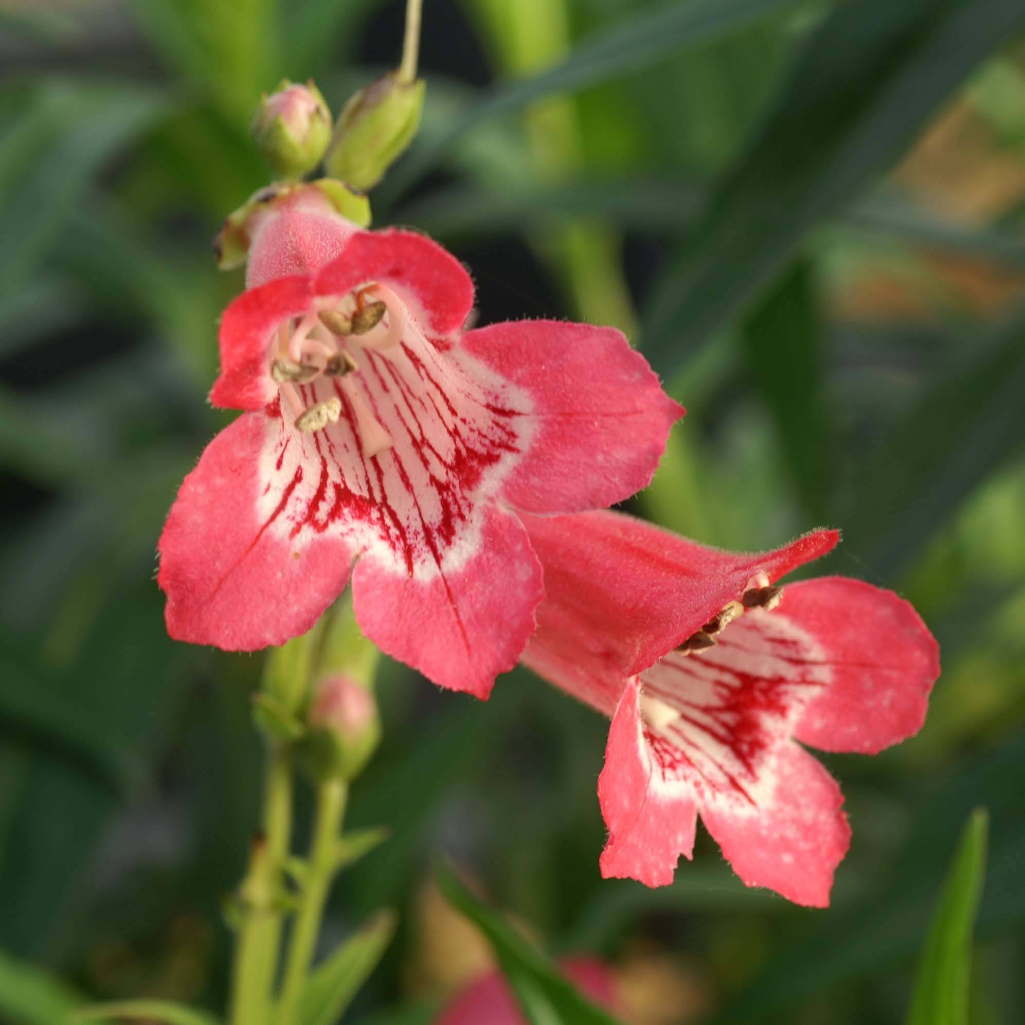 Promesse de Fleurs - Penstemon Souvenir d'Adrien Régnier - Galane Godet de 8/9 cm