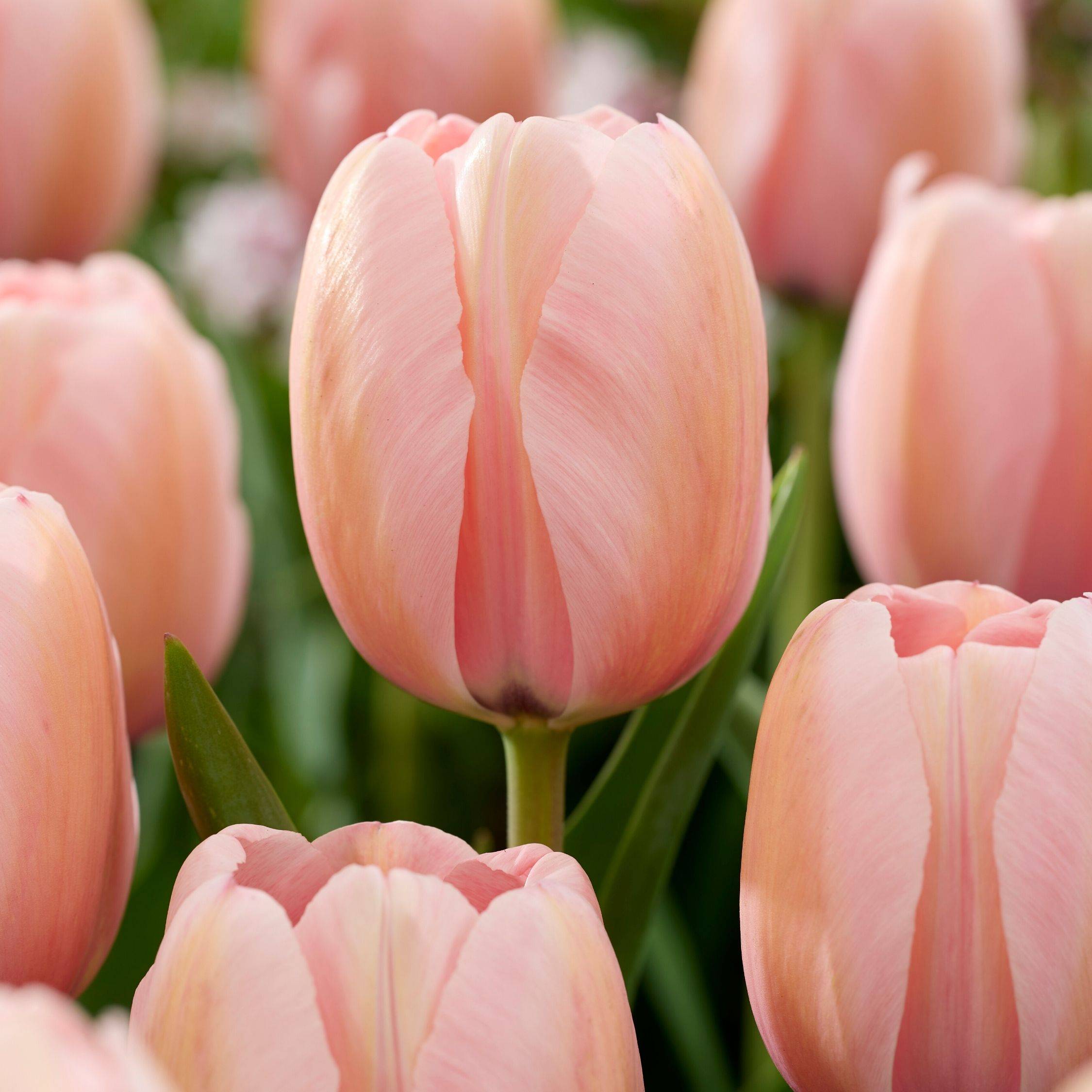Plant In A Box - Mélange de bulbes pour le jardin - Set de 25 - Tulipa, Hyacinthus - Image 5