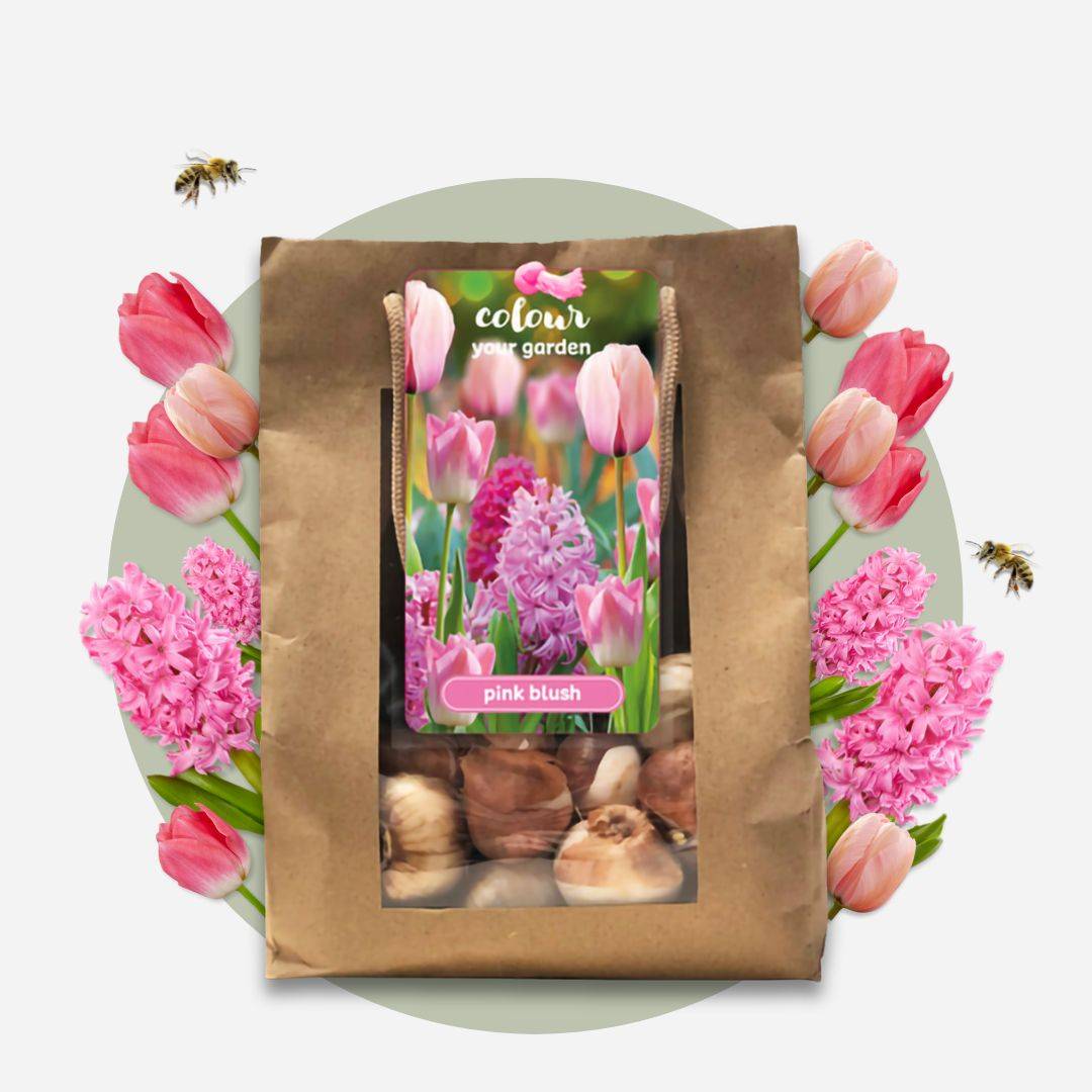 Plant In A Box - Mélange de bulbes pour le jardin - Set de 25 - Tulipa, Hyacinthus - Image 3