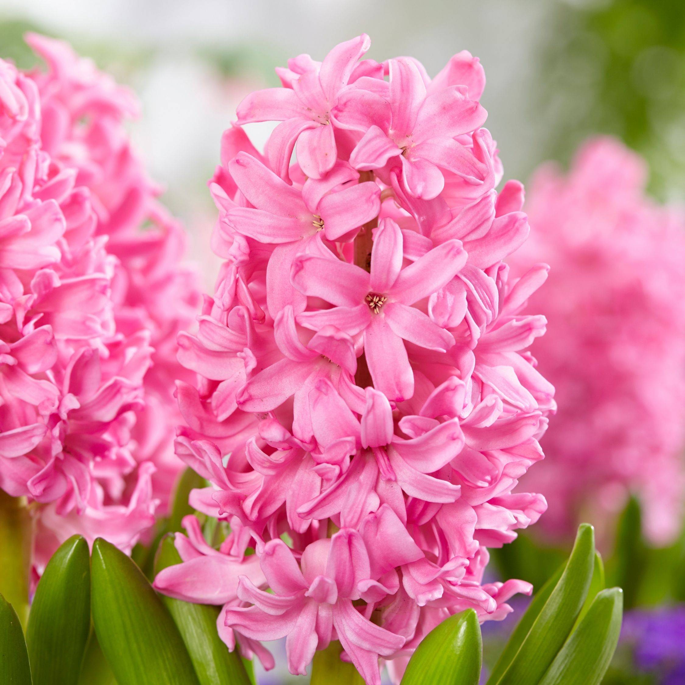 Plant In A Box - Mélange de bulbes pour le jardin - Set de 25 - Tulipa, Hyacinthus - Image 4