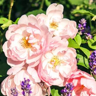 Rosier grimpant Parfum d'Evita® 'Barise' à fleurs Rose - feuillage Caduc - Godet- hauteur à maturité De 2,50 m à 3,00 m