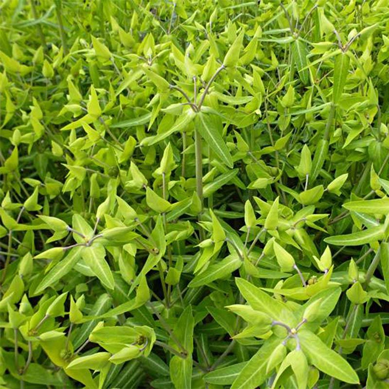 Euphorbia lathyris - Euphorbe des Jardins Godet de 8/9 cm