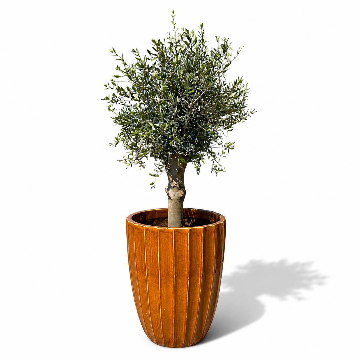 Lot olivier + pot HUGO 55x71cm miel - Image 2