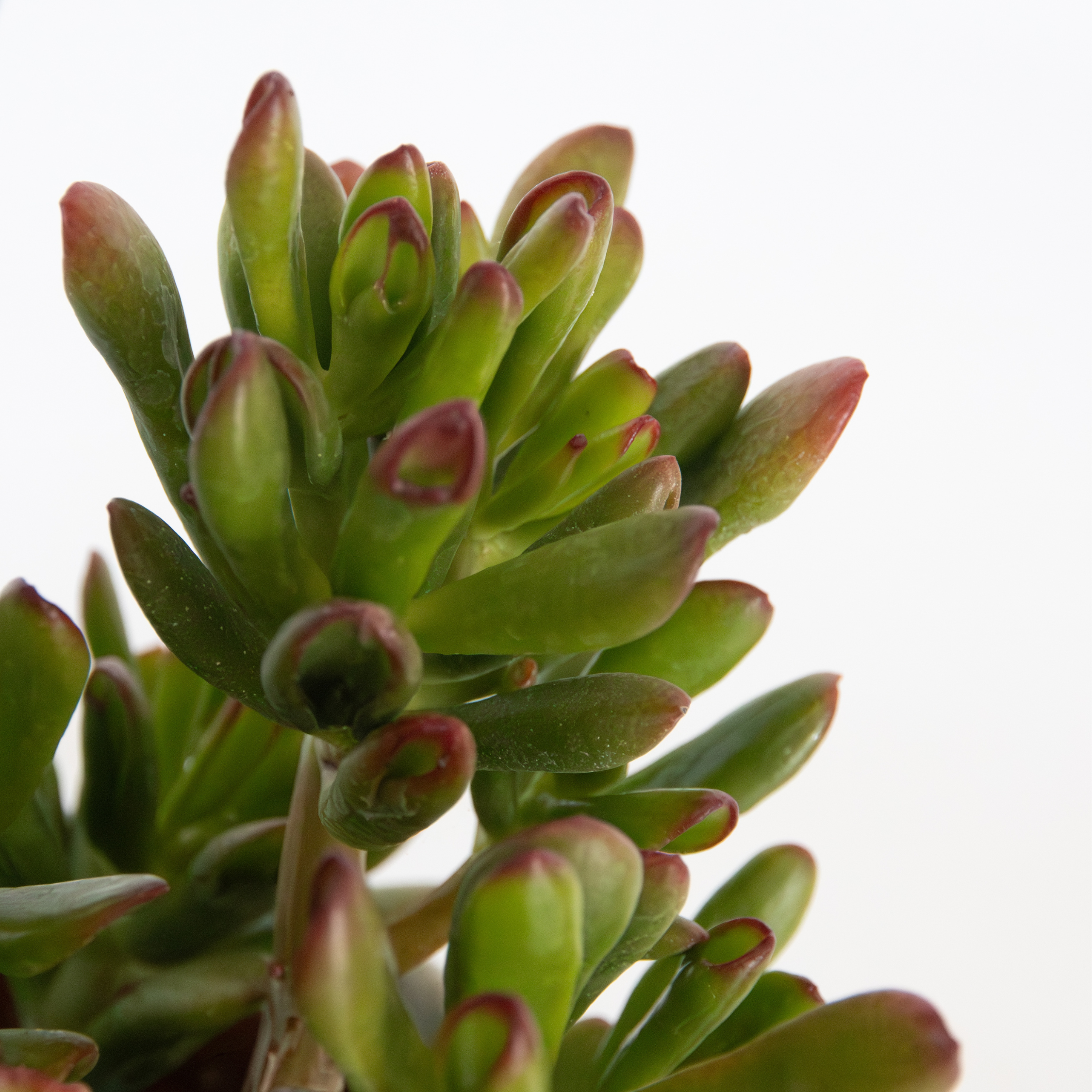 Plant In A Box - Plante de Jade - Lot de 2 - Crassula ovata 'Gollum' - Hauteur 15-25cm - Pot 12cm - Image 4