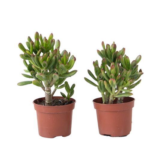 Plant In A Box - Plante de Jade - Lot de 2 - Crassula ovata 'Gollum' - Hauteur 15-25cm - Pot 12cm - Image 1