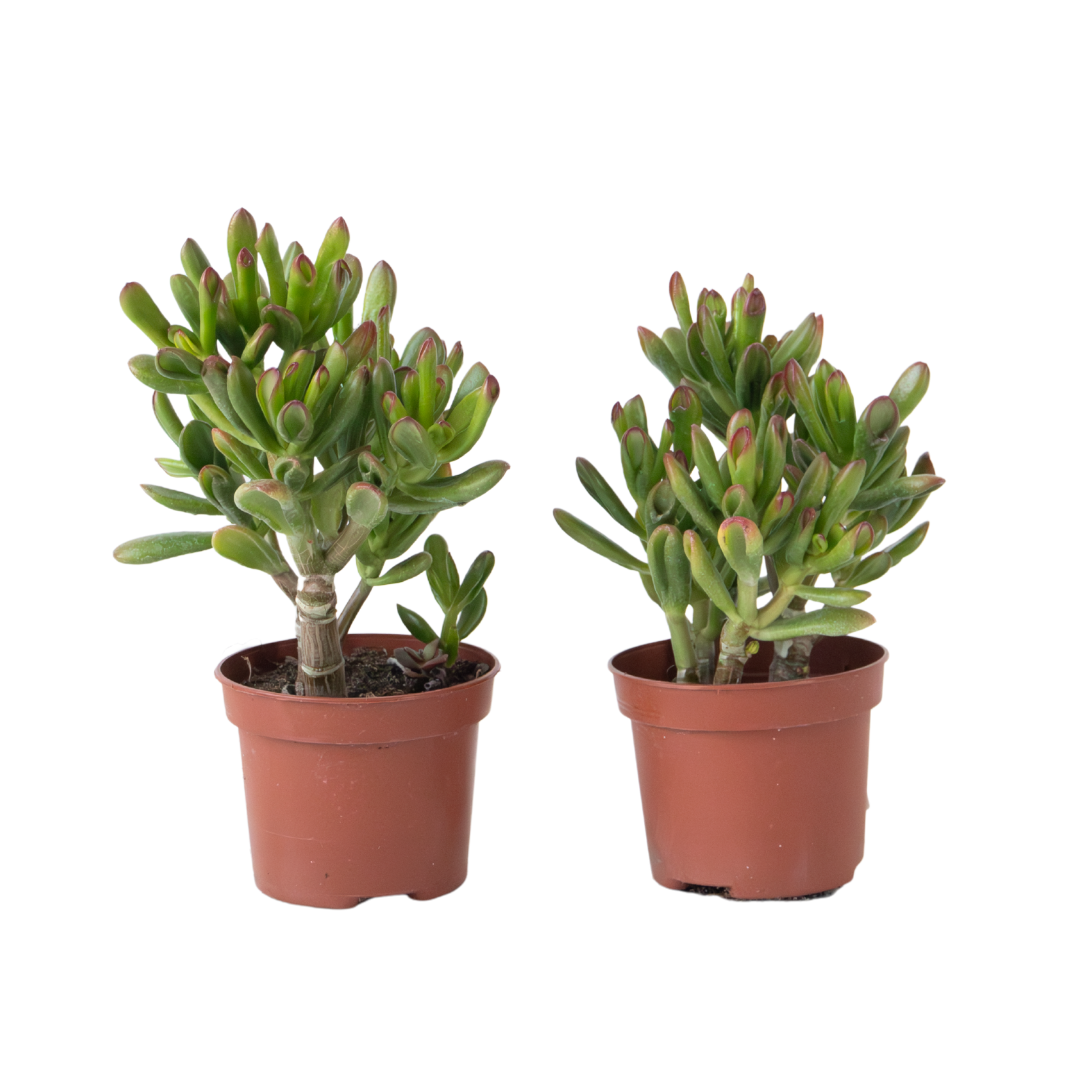 Plant In A Box - Plante de Jade - Lot de 2 - Crassula ovata 'Gollum' - Hauteur 15-25cm - Pot 12cm - Image 1