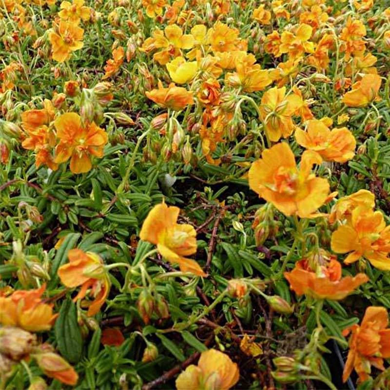 Promesse de Fleurs - Helianthemum Orange Double - Hélianthème  Godet de 8/9 cm