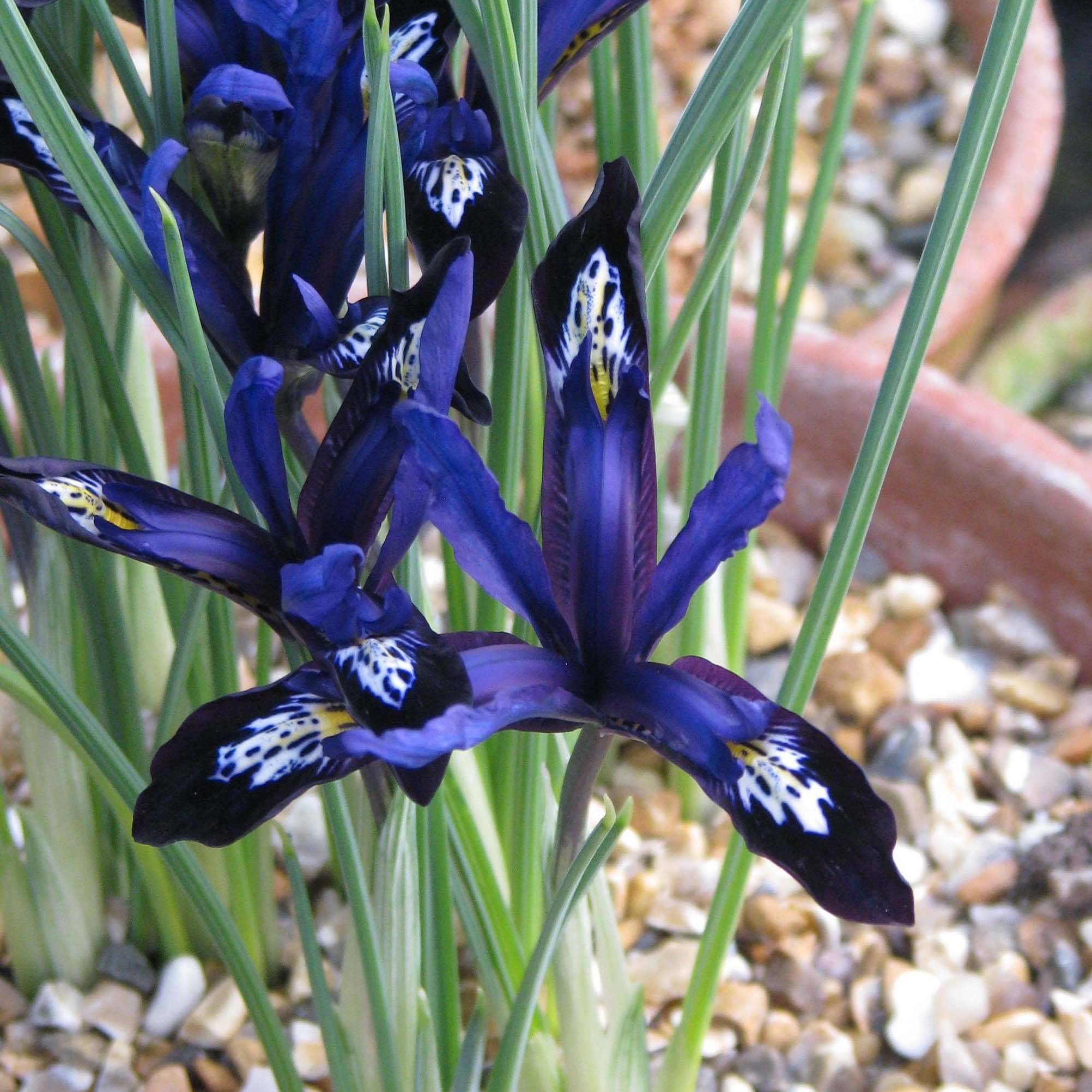 Promesse de Fleurs - Iris reticulata Blue Note Bulbe calibre 5+ (par 30)