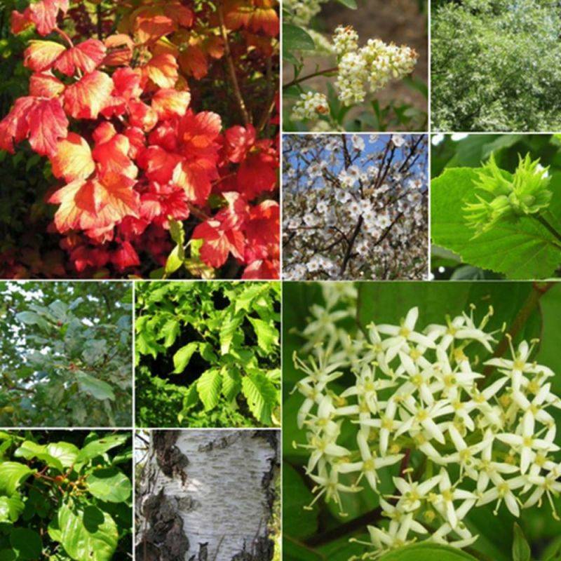 Haie Brise-Vent - 10 arbustes -  - Pépinières Naudet - Image 2