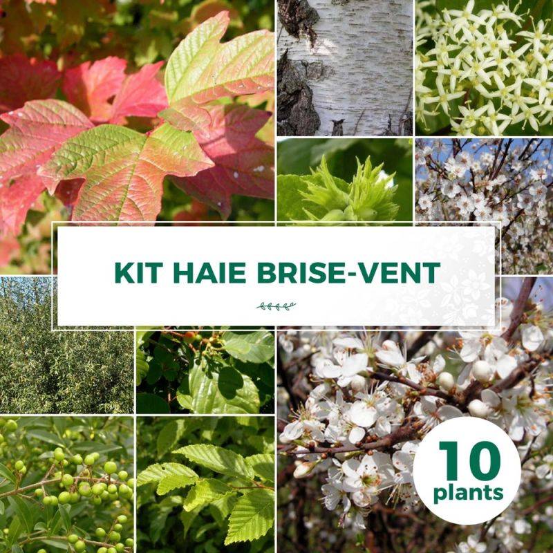 Haie Brise-Vent - 10 arbustes -  - Pépinières Naudet - Image 1