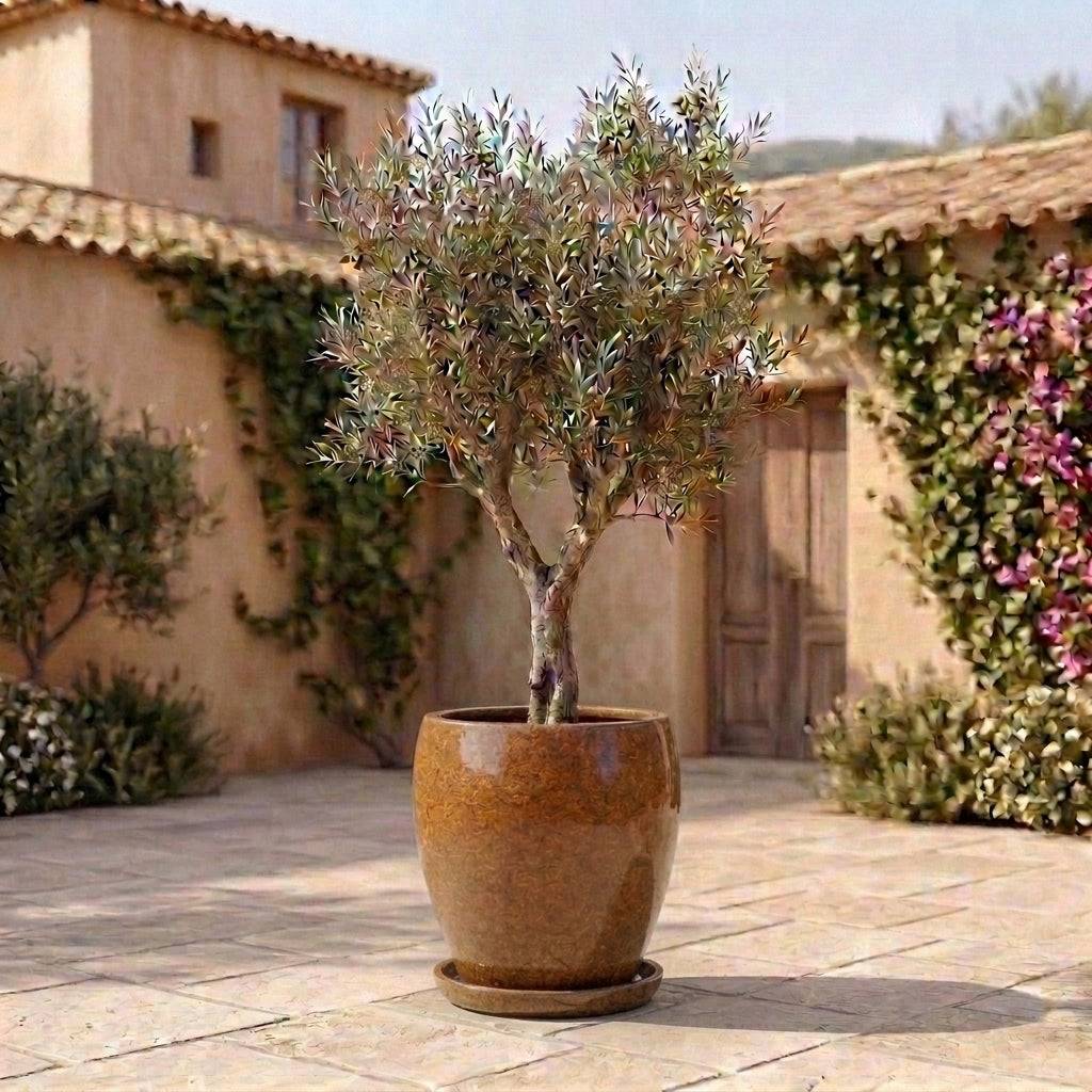 Provencelia - Soucoupe ronde 28cm miel ambré - Image 4