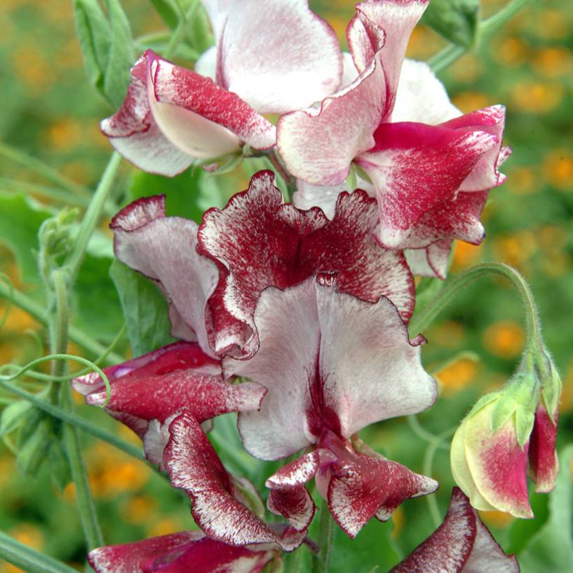 Promesse de Fleurs - Graines de Pois de Senteur Spencer Mars - Lathyrus odoratus le sachet de 20 graines environ (2g)