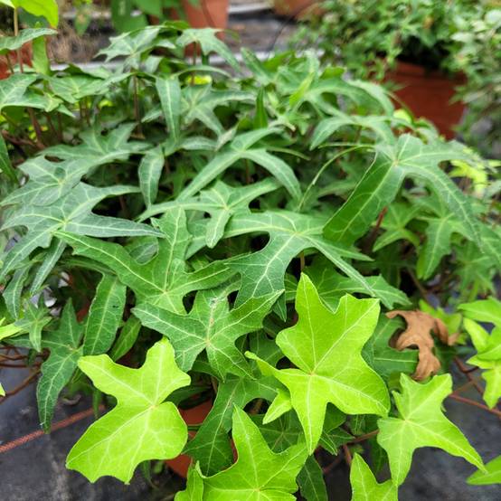 Lierre commun - Hedera helix Courage Godet de 8/9 cm