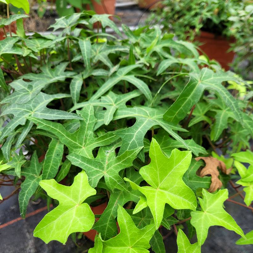 Lierre commun - Hedera helix Courage Godet de 8/9 cm