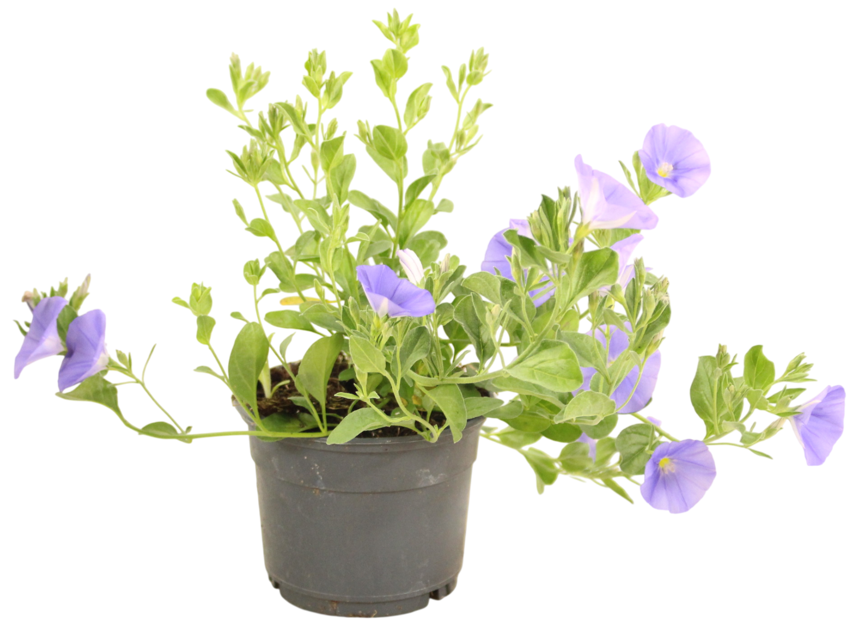 Convolvulus sabatius  pot 10,5 cm bleu