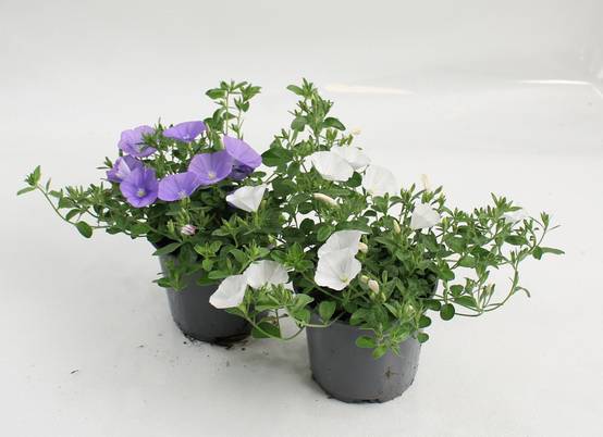 Convolvulus sabatius pot 10,5 cm - Image 1
