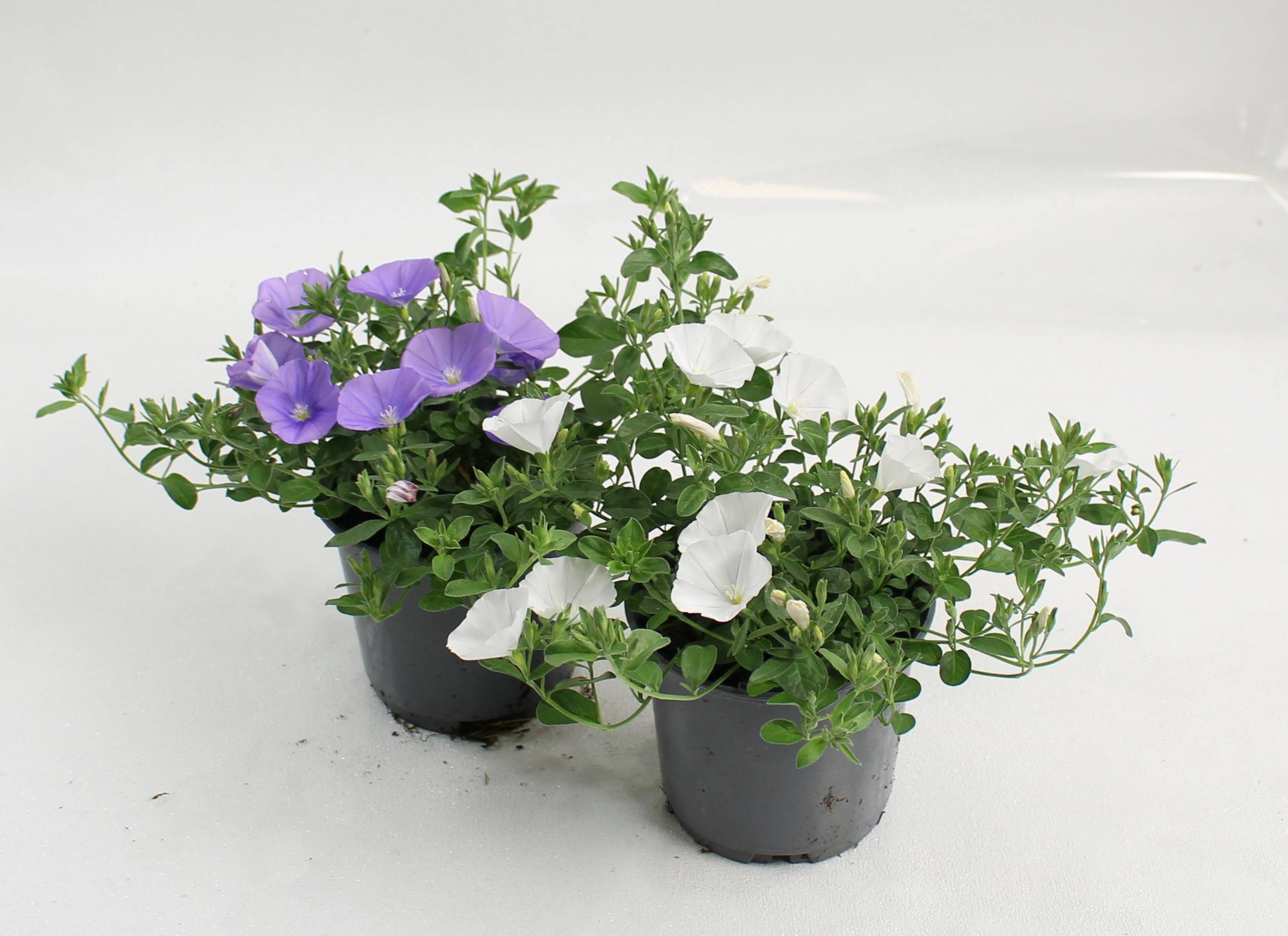 Convolvulus sabatius  pot 10,5 cm - Image 1