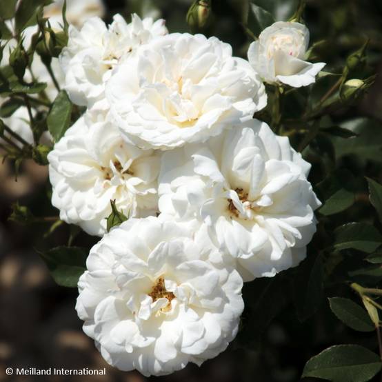 Rosier à fleurs groupées Carte Blanche Pot de 4L/5L