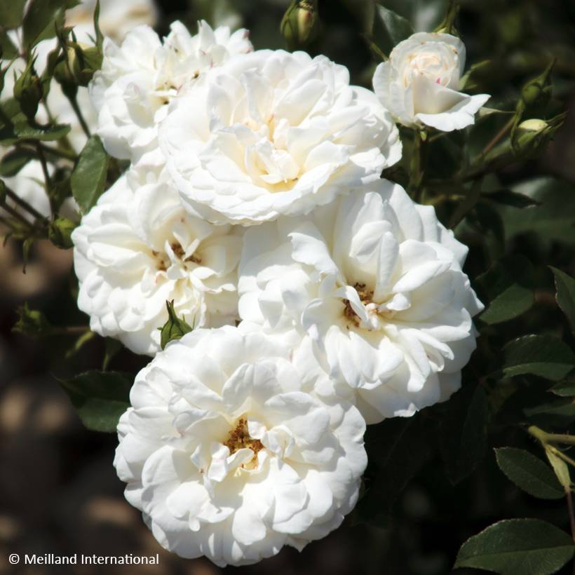 Rosier à fleurs groupées Carte Blanche Pot de 4L/5L