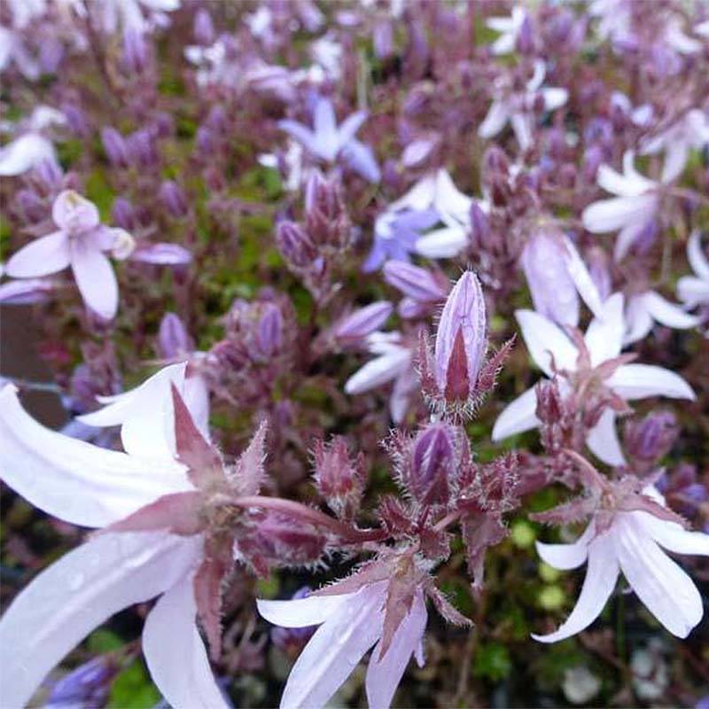 Promesse de Fleurs - Campanula poscharskyana Lisduggan Variety - Campanule des Murets Pot de 2L/3L