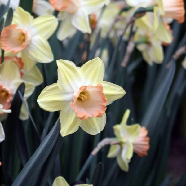 Promesse de Fleurs - Narcisse Tickled Pinkeen Bulbe calibre 12+ (par 5)