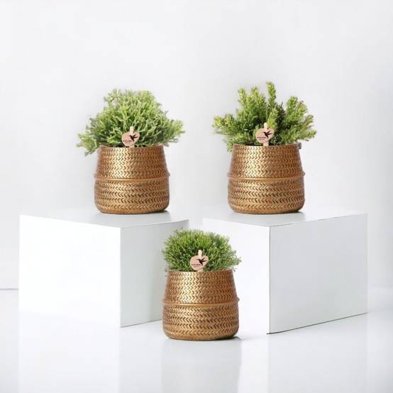 Box 3 Rhipsalis et leurs caches-pots doré - Ø9cm - plante d'intérieur- La Green Touch - Image 1