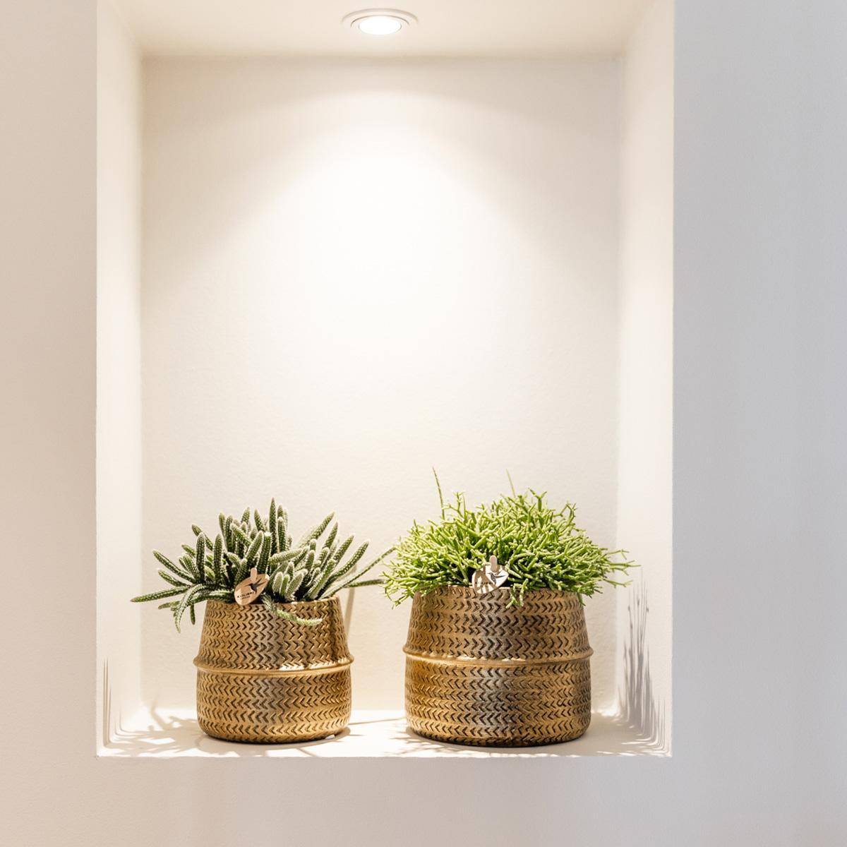 Box 3 Rhipsalis et leurs caches-pots doré - Ø9cm - plante d'intérieur- La Green Touch - Image 5