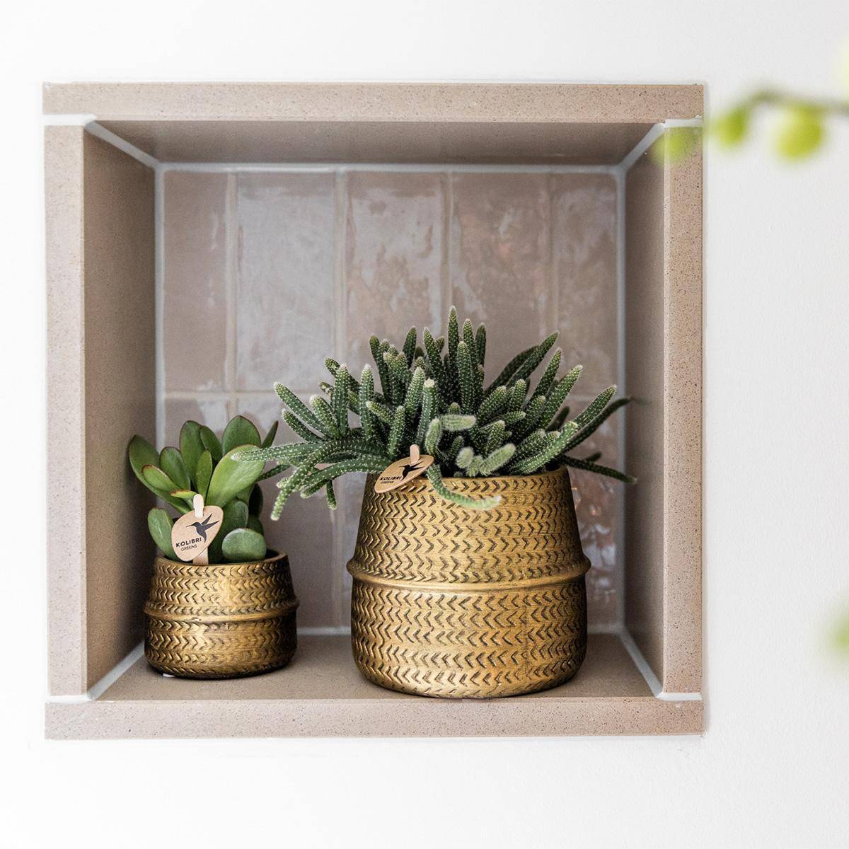 Box 3 Rhipsalis et leurs caches-pots doré - Ø9cm - plante d'intérieur- La Green Touch - Image 4