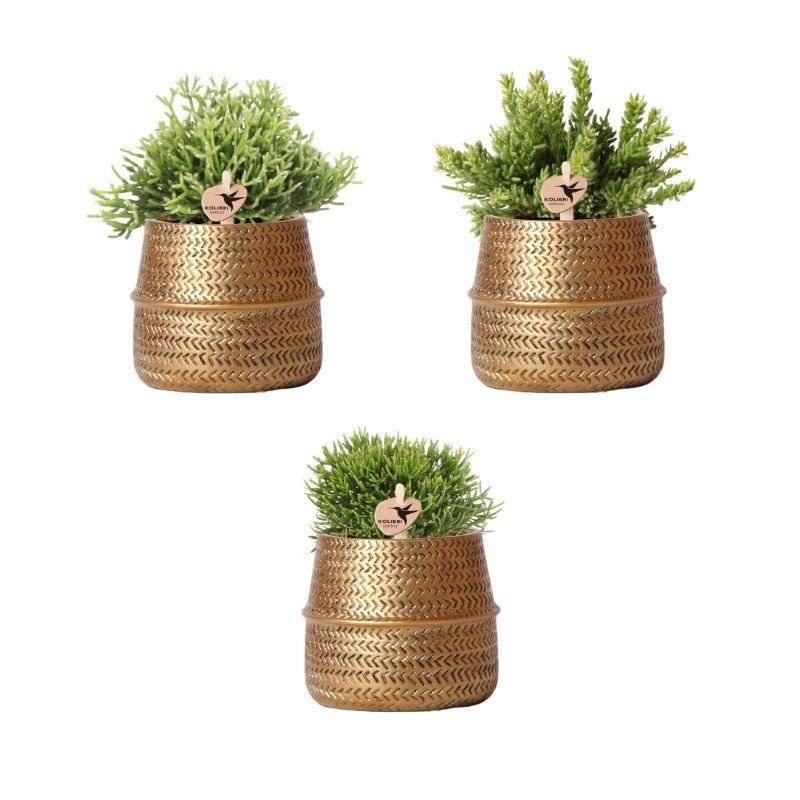 Box 3 Rhipsalis et leurs caches-pots doré - Ø9cm - plante d'intérieur- La Green Touch - Image 3