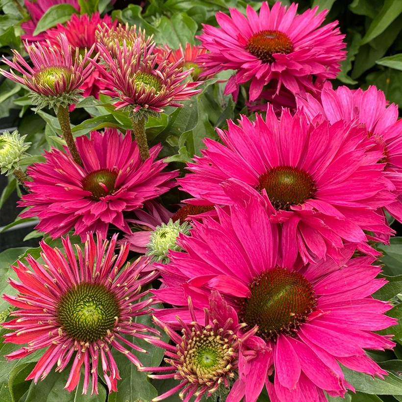 Promesse de Fleurs - Echinacea SunSeekers Sweet Fuchsia - Echinacée Godet de 8/9 cm