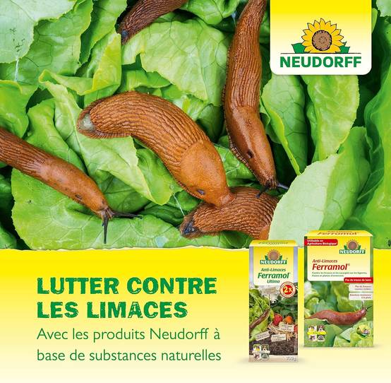 NEUDORFF - Anti-Limaces Ferramol | Protection contre les escargots dans jardin et potager. Approprié pour l'agriculture biologique et sans danger - Image 7